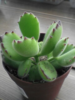 熊童子2