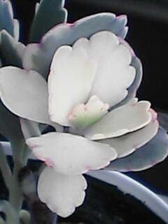 胡蝶の舞