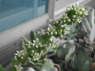 お花〜v