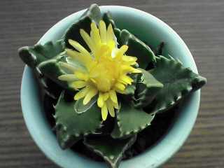 開花〜w