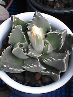 花芽