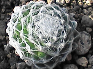 S. cantabricum x (S. arachnoideum x S. nevadense)と言う情報を見つけたけどこれかな?