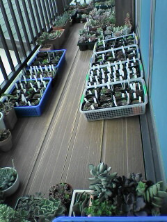 春の植え替え