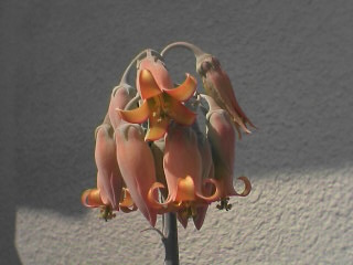 あっぷw