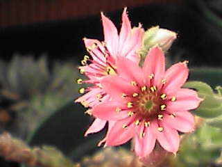 巻絹のお花