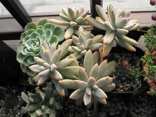 秋麗