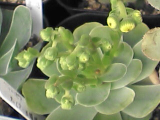 大量の花芽・・・