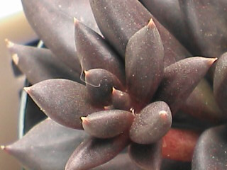 花芽かと思ったら高芽になるんだよねー