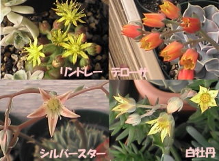 花その1