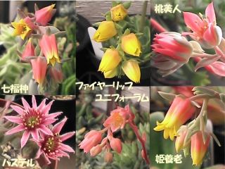 花その2