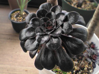 黒様!
