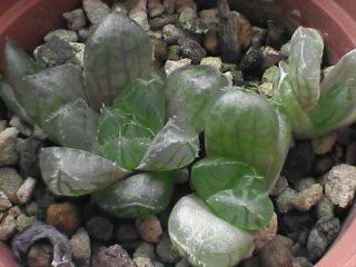 実生その1