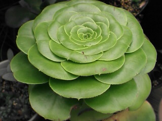 8月ごろ