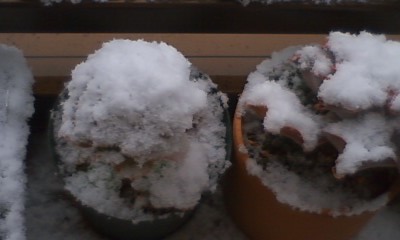 雪帽子