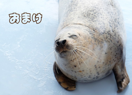 紋別の想い出