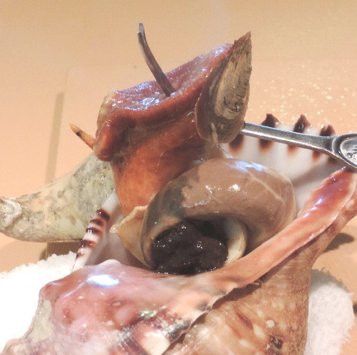 厄介な貝 その名も法螺貝 ホラがい 親方の隠し部屋