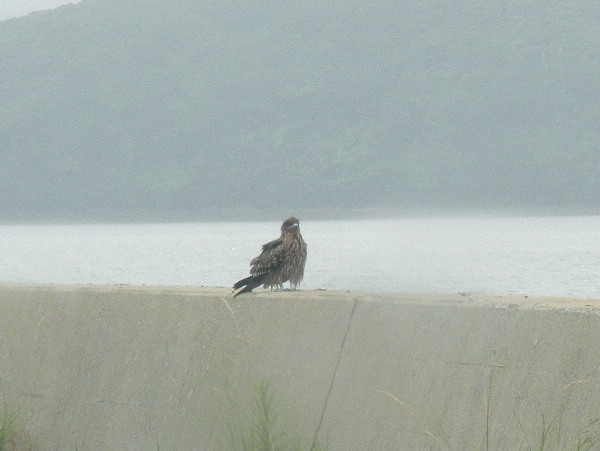 休息の鳶 トビ トンビ 親方の隠し部屋