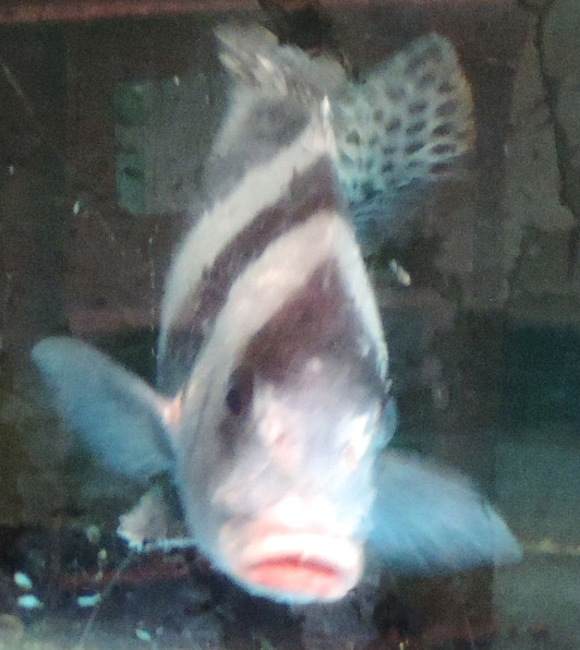 胡椒ダイ タカノハダイ 親方の隠し部屋