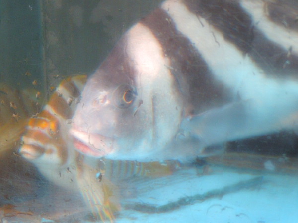 胡椒ダイ タカノハダイ 親方の隠し部屋
