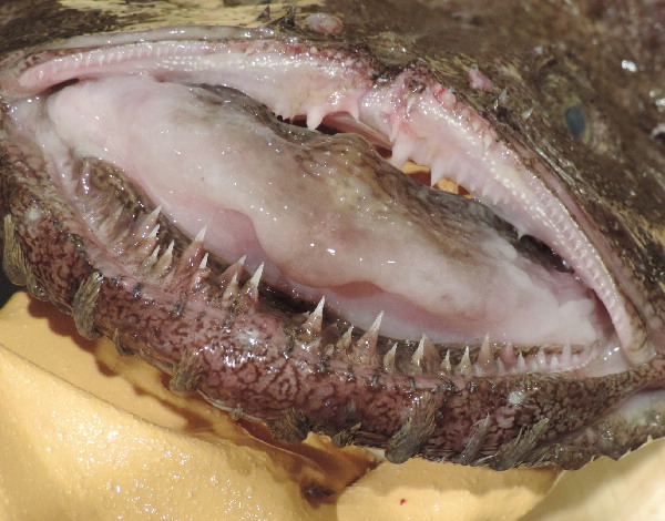 あんこうページ① アンコウ【業務用食材の仕入れなら八面六臂】