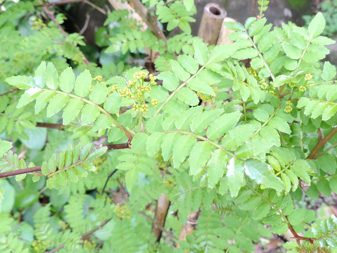 木の芽がたくさん芽吹く 親方の隠し部屋