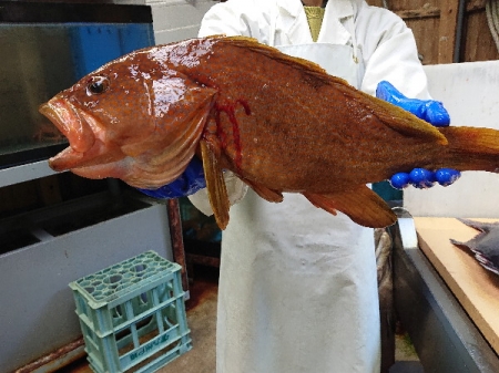 高級魚ばっかしの初荷 親方の隠し部屋