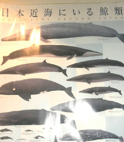 日本列島を回遊するクジラたち | 親方の隠し部屋