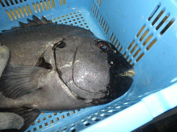 イシダイを別名、口黒と呼び、イシガキダイは口白と呼ぶ