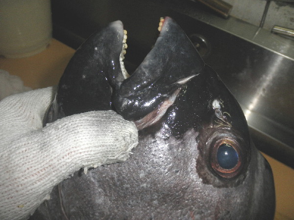 イシダイを別名、口黒と呼び、イシガキダイは口白と呼ぶ。 | 親方の