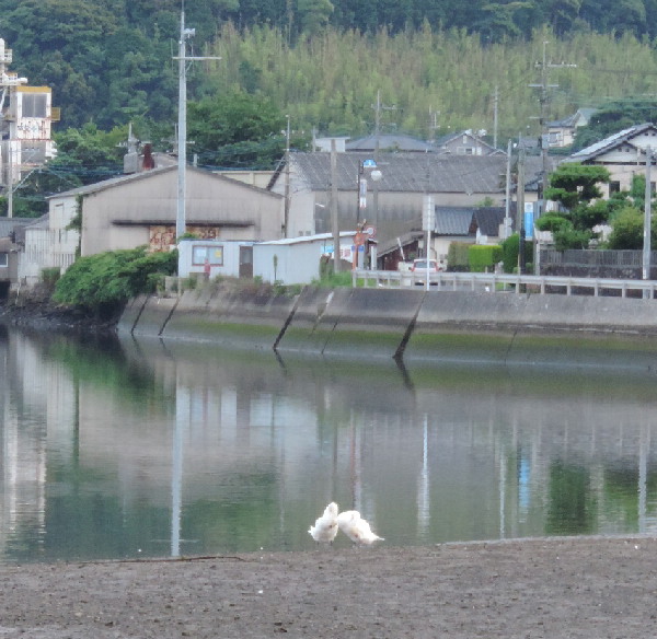 二羽の大白鳥 | 親方の隠し部屋