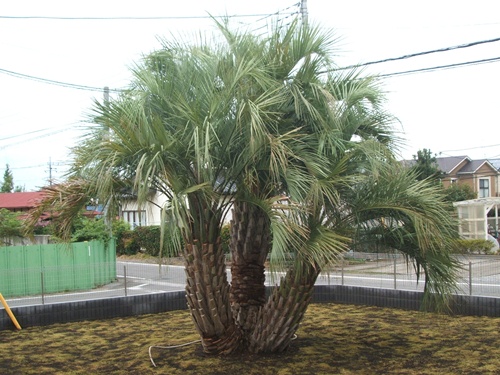 ココスヤシ 双子株 【公式通販】