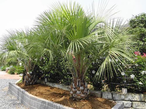 ココスヤシ3兄弟！！ | ヤシの木南国リゾートの庭 COCOS GARDEN*