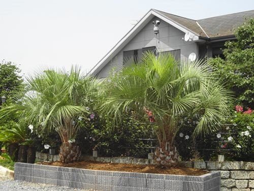 ココスヤシ3兄弟！！ | ヤシの木南国リゾートの庭 COCOS GARDEN*