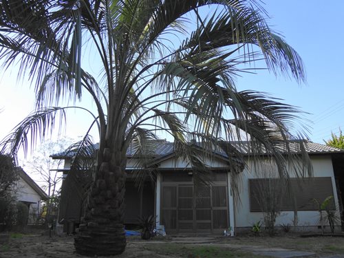ヤシの木南国リゾートの庭 COCOS GARDEN*