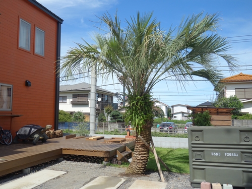 ヤシの木のあるお庭 | ヤシの木南国リゾートの庭 COCOS GARDEN*