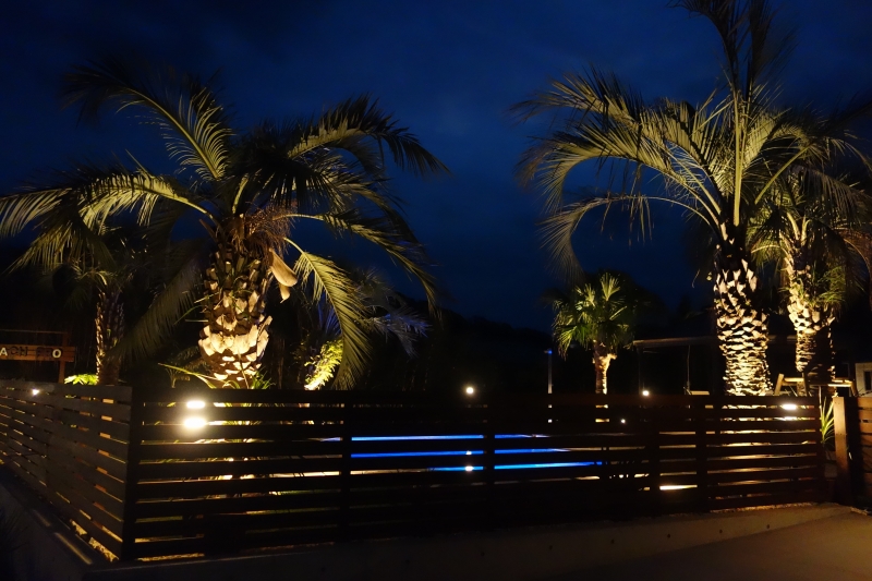 ココスヤシ　ヤシの木　南国　インテリア ココスヤシヤシの木南国インテリア