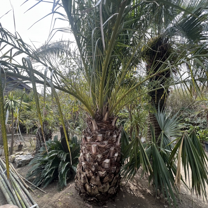 ヤシの木南国リゾートの庭 COCOS GARDEN* ヤシの木南国リゾートの庭 COCOS GARDEN*