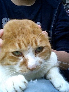 江ノ島エスカレーター前のガオ