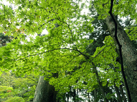 日光田母沢御用邸