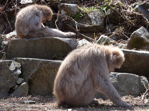 地獄谷温泉