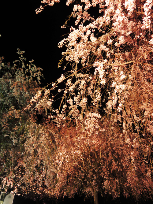 夜桜