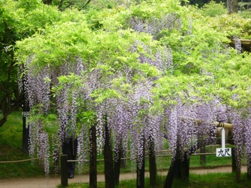 春日大社神苑 萬葉植物園