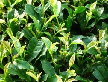 二番茶