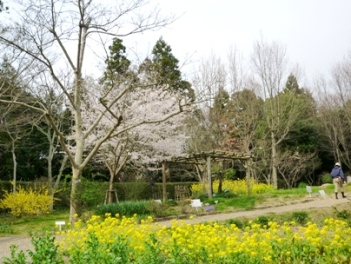 菜の花と桜