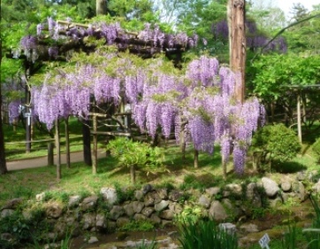 春日大社の藤 万葉植物園