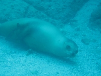sealion1