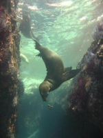 sealion2