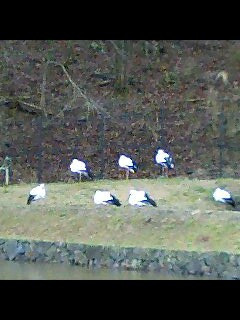 20070313_334085.jpg