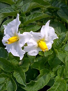 20070603_373139.jpg