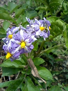 20070603_373140.jpg